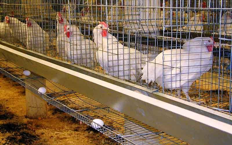 تخم مرغ در بازار گران تر می شود؟ ، واردات سویا نصف شده است