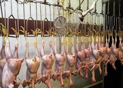 ممنوعیت عرضه مرغ قطعه بندی شده در واحد های صنفی خبرنگاران