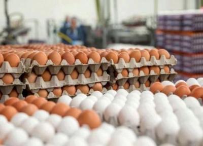 تخم مرغ در راستا کاهش چشمگیر قیمت