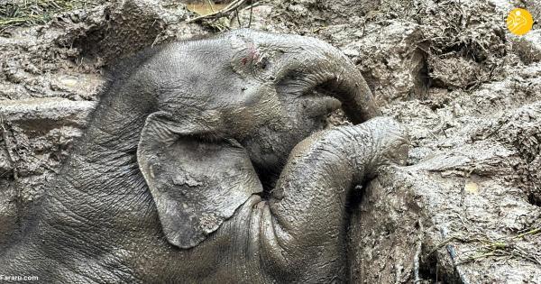 کوشش 4 مرد برای بیرون کشیدن بچه فیل از گودال