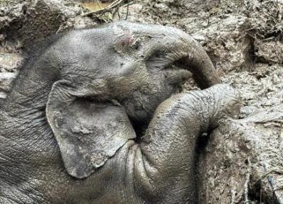 کوشش 4 مرد برای بیرون کشیدن بچه فیل از گودال