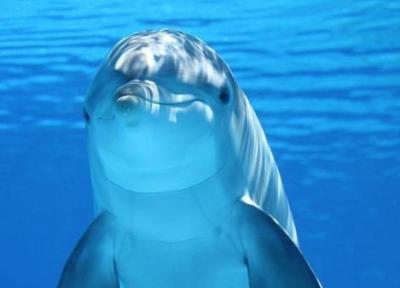تاثیر آلودگی صوتی بر زندگی دلفین ها