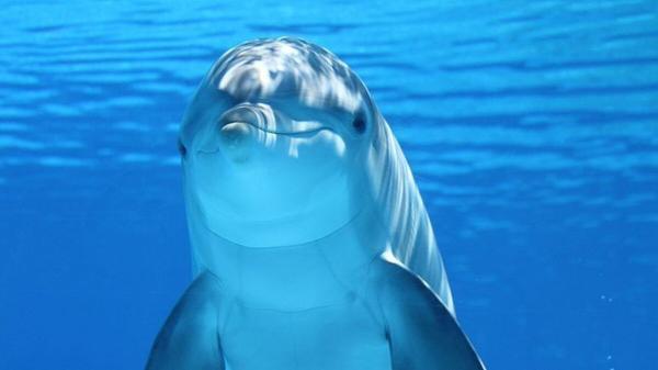 تاثیر آلودگی صوتی بر زندگی دلفین ها
